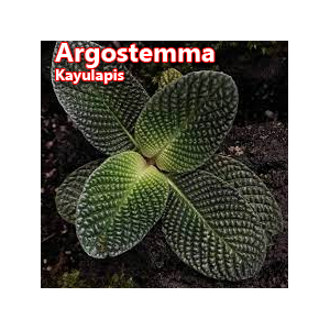 Argostemma Kayulapis